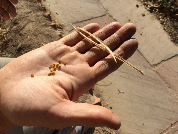 methi or fenugreek seeds 600